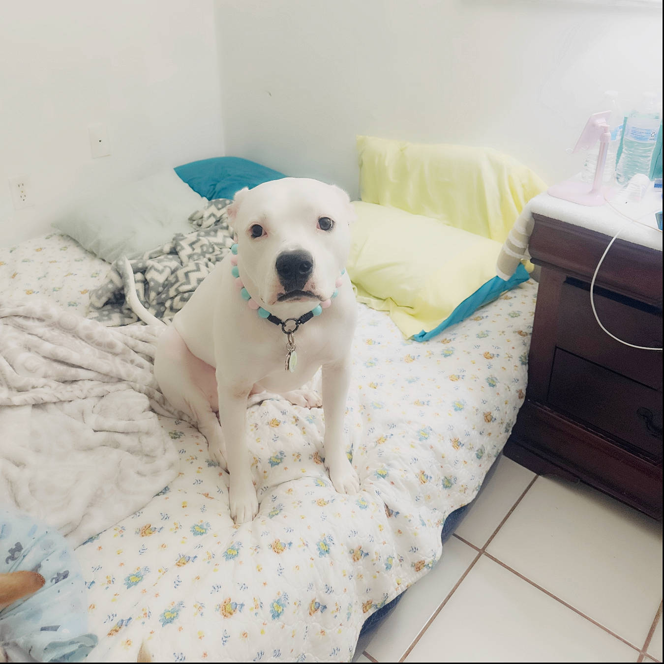 Hailey is registered to the contest to win money with this photo: carnivore, comfort, companion_dog, couch, dog, dog_breed, dog_collar, dog_supply, fawn, flooring, linens, mammal, paw, pet_supply, retriever, snout, sporting_group, tail, toy_dog, working_animal