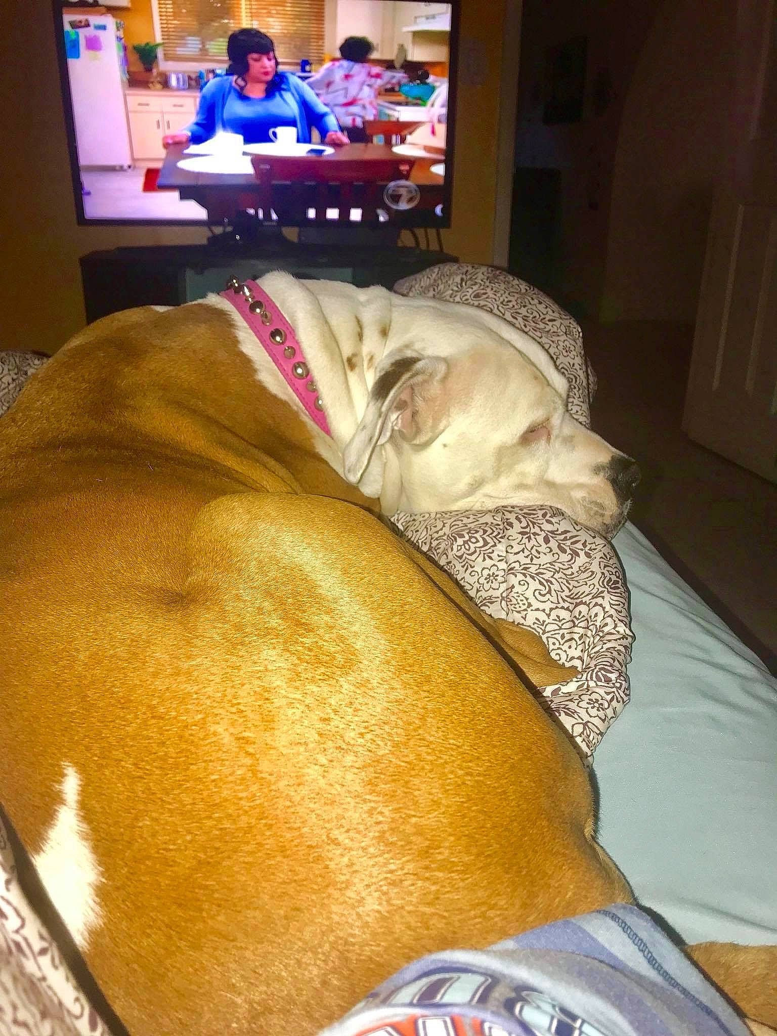 Luna joined the competition — help win amazing prizes! canidae, companion_dog, food