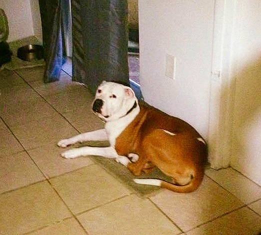 Luna is registered to the contest to win money with this photo: canidae, carnivore, companion_dog, dog, dog_breed, fawn, floor, flooring, labrador_retriever, mammal, non_sporting_group, nose, pit_bull, puppy, snout, sporting_group, tail, tile