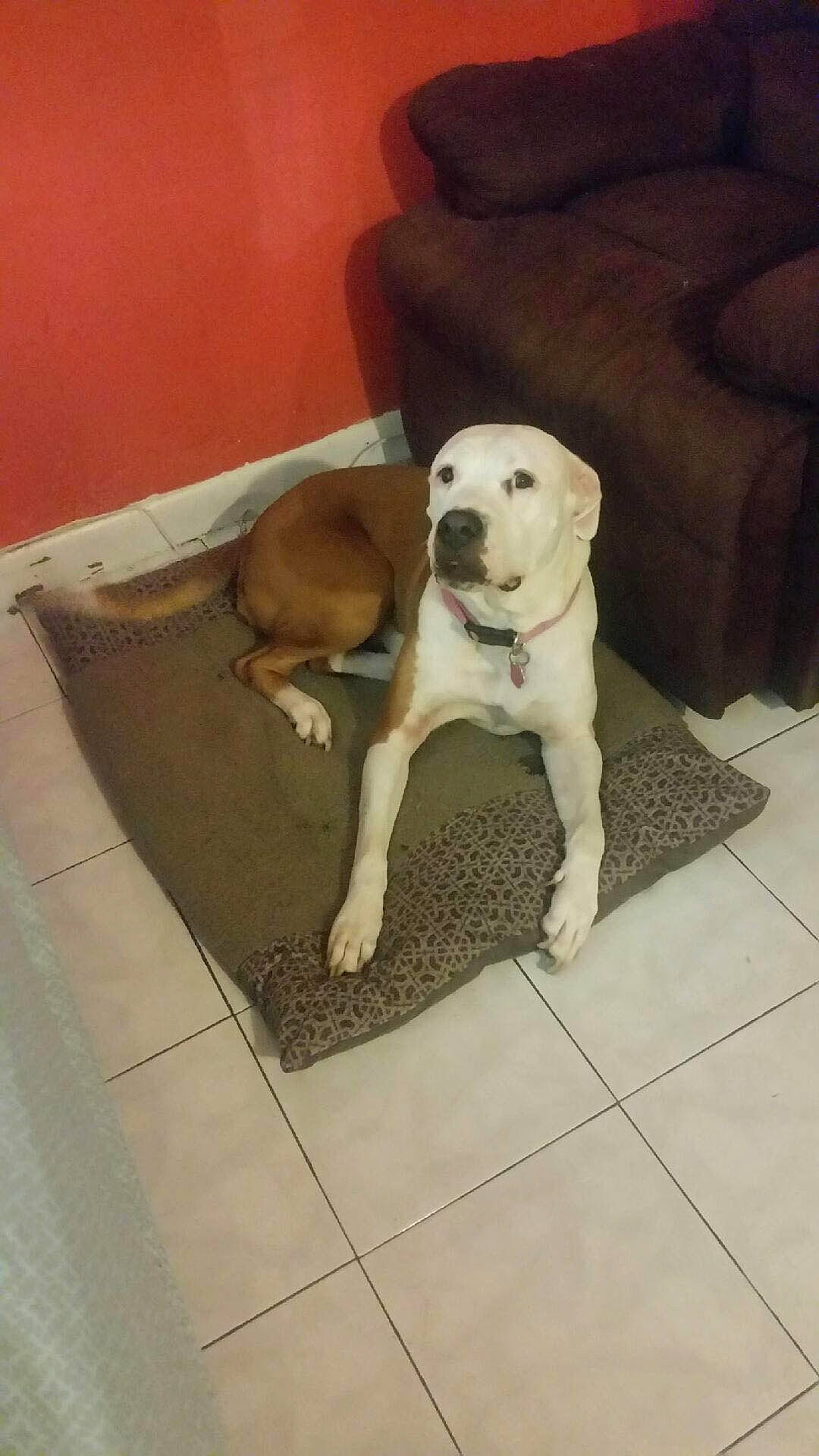 Luna joined the competition — help win amazing prizes! american_bulldog, american_pit_bull_terrier, beagador, bully_kutta, canidae, carnivore, catahoula_bulldog, dog, dog_breed, dogo_argentino, dogo_guatemalteco, fawn, labrador_retriever, mammal, non_sporting_group, pit_bull, sporting_group, tail, vertebrate