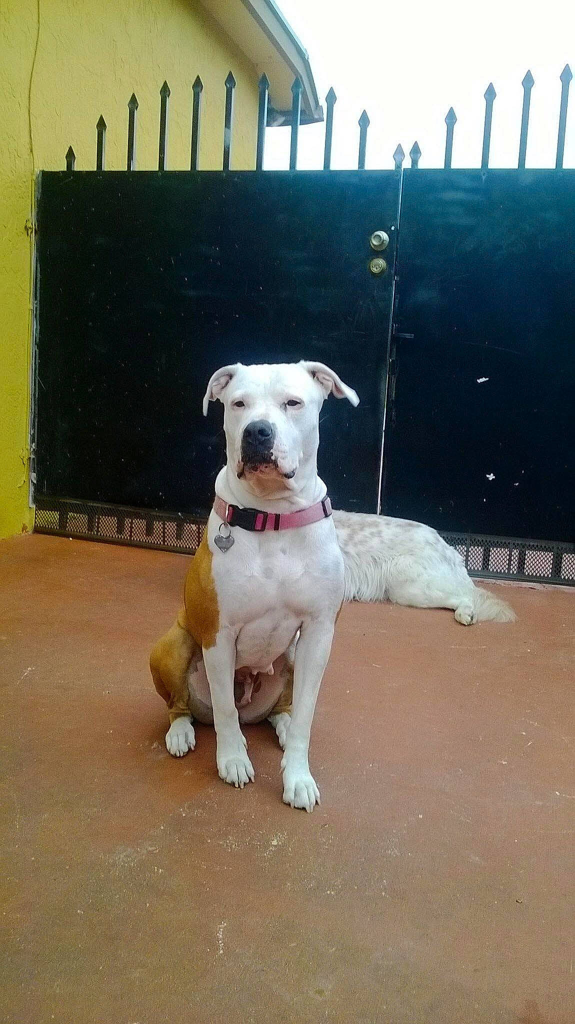 Luna joined the competition — help win amazing prizes! american_bulldog, bully_kutta, canidae, carnivore, catahoula_bulldog, companion_dog, dog, dog_breed, dogo_argentino, dogo_guatemalteco, fawn, gull_terr, mammal, non_sporting_group, pit_bull, rare_breed_dog, snout, sporting_group, valley_bulldog, vertebrate