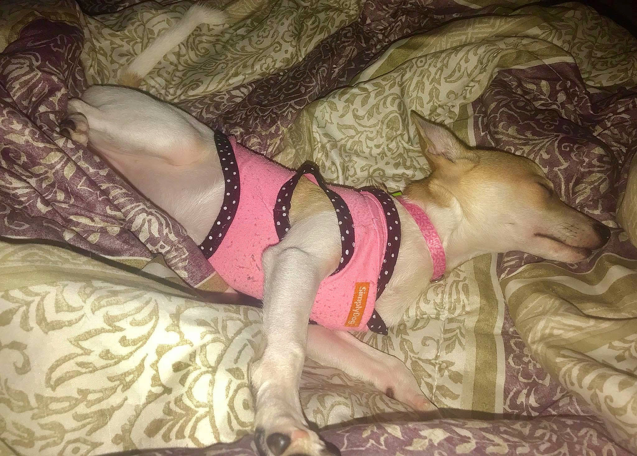 Chloe is registered to the contest to win money with this photo: canidae, design, fawn, flesh, leg, pattern, pink, tail