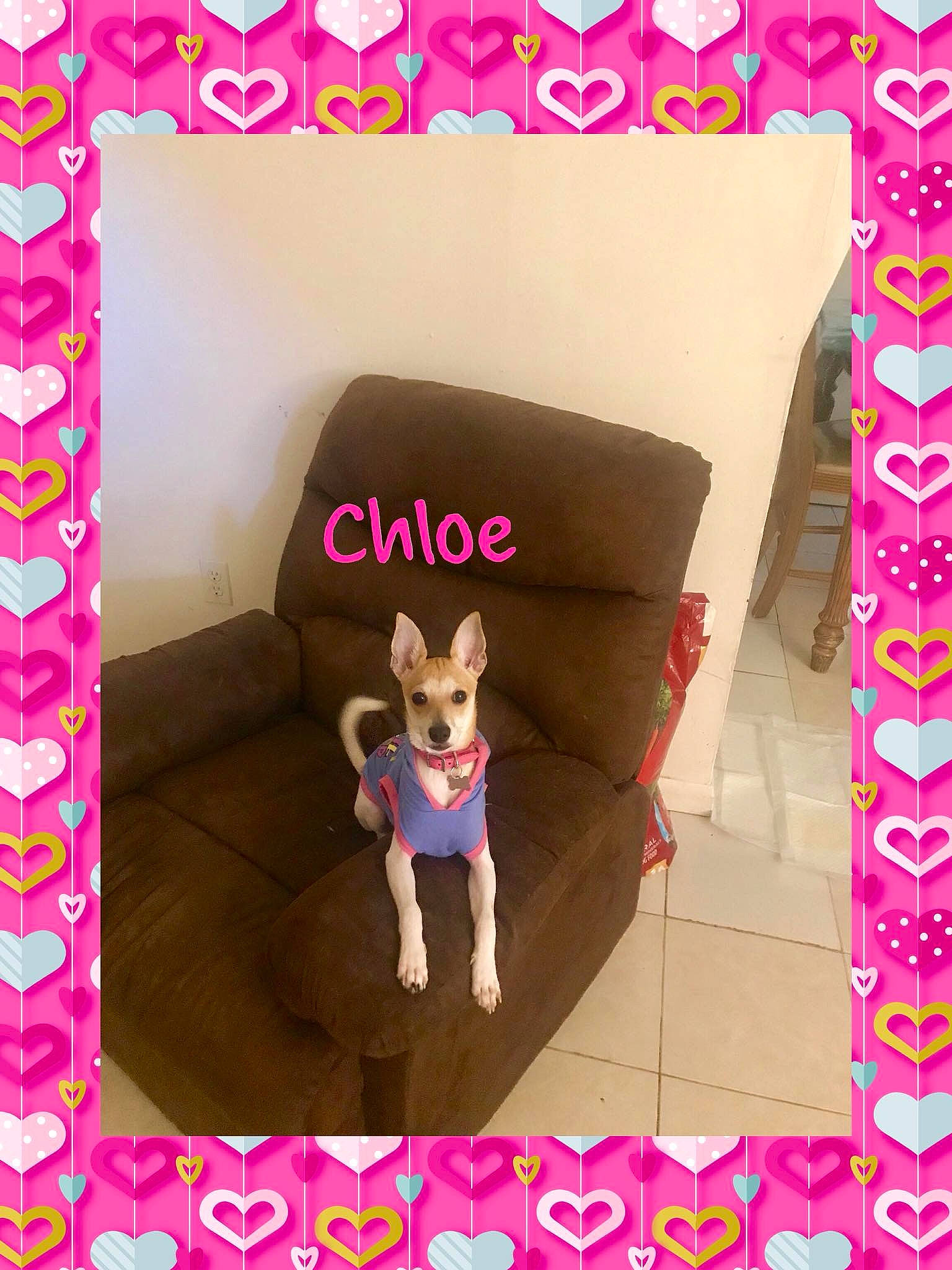 Chloe joined the competition — help win amazing prizes! magenta, pink, room