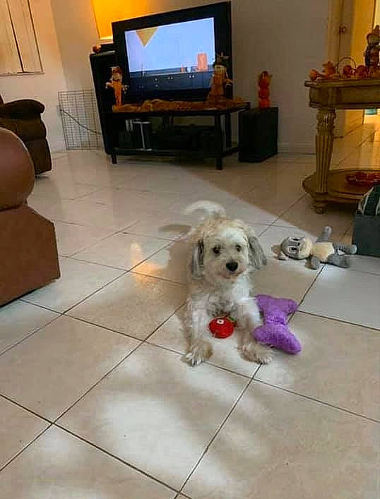 Buddy is registered to the contest to win money with this photo: bolonka, canidae, carnivore, cavachon, cockapoo, companion_dog, dog, dog_breed, floor, flooring, havanese, maltese, mammal, schnoodle, shih_tzu, sporting_group, sporting_lucas_terrier, tibetan_terrier, tile, vertebrate