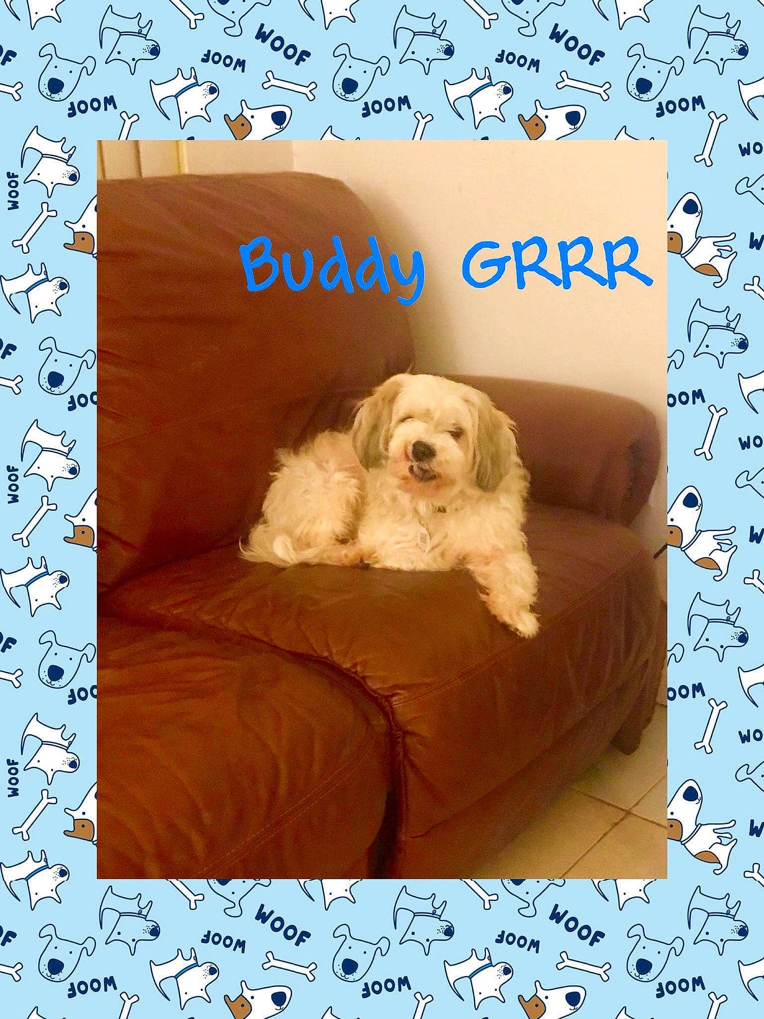 Buddy joined the competition — help win amazing prizes! bolognese, canidae, carnivore, cavachon, cavapoo, cockapoo, companion_dog, coton_de_tulear, dog, dog_breed, labradoodle, mammal, petit_basset_griffon_vendeen, puppy, puppy_love, rare_breed_dog, sporting_group, tibetan_terrier, toy_dog, vertebrate