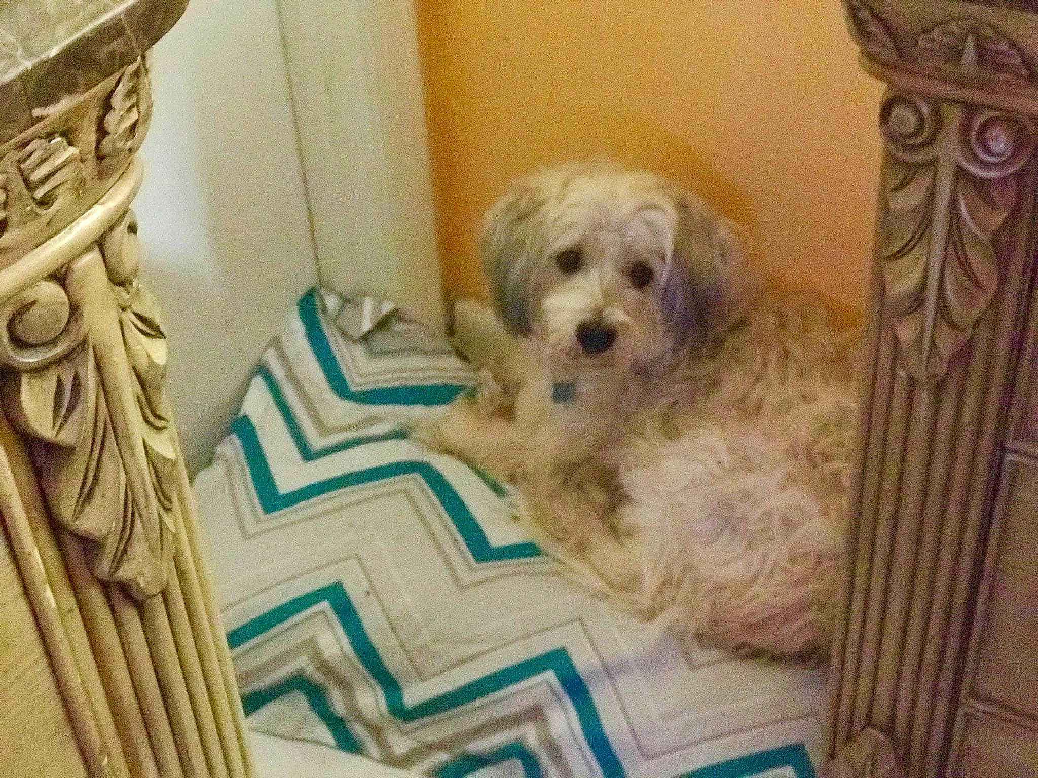 Buddy joined the competition — help win amazing prizes! bolonka, canidae, carnivore, cavachon, cavapoo, cockapoo, companion_dog, dog, dog_breed, havanese, lhasa_apso, maltepoo, maltese, mammal, poodle_crossbreed, puppy, schnoodle, tibetan_terrier, toy_poodle, vertebrate