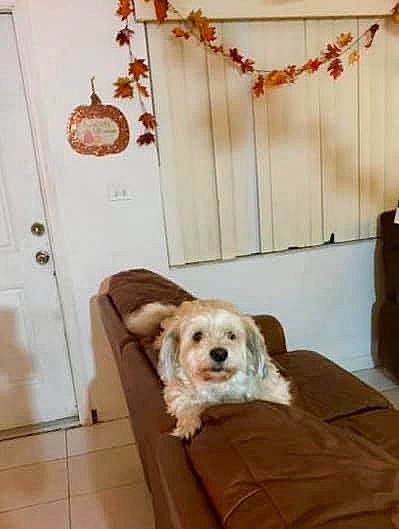 Buddy is registered to the contest to win money with this photo: bichon, canidae, carnivore, cavachon, cockapoo, companion_dog, dog, dog_breed, furniture, havanese, labradoodle, maltese, morkie, non_sporting_group, puppy, room, sporting_group, tibetan_terrier, toy_dog, west_highland_white_terrier