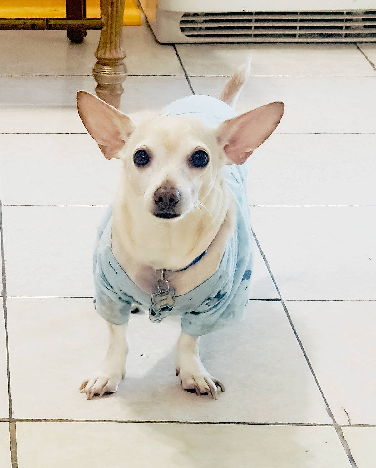 Casper is registered to the contest to win money with this photo: canidae, carnivore, companion_dog, dog, dog_breed, dog_clothes, dog_supply, fashion_accessory, fawn, flooring, fur, pattern, pet_supply, sleeve, snout, sporting_group, tile_flooring, toy_dog, whiskers, working_animal