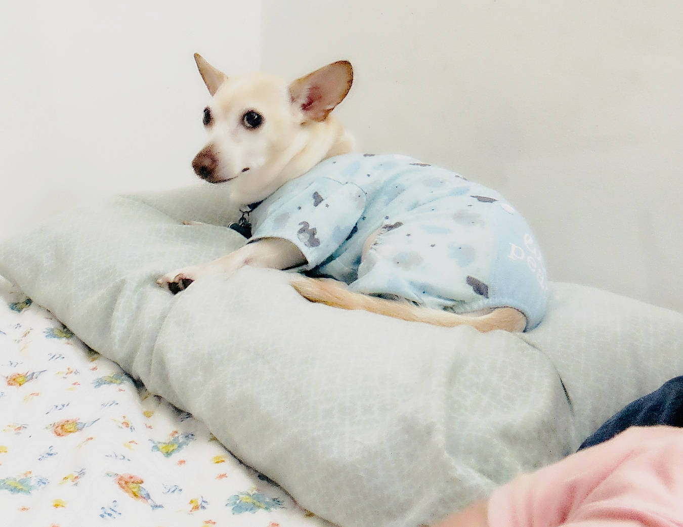 Casper joined the competition — help win amazing prizes! canidae, carmine, carnivore, chihuahua, comfort, companion_dog, dog, dog_breed, dog_supply, fawn, fur, linens, non_sporting_group, paw, sitting, snout, sporting_group, toy_dog, whiskers, working_animal