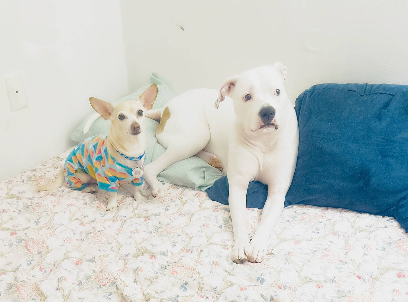 Casper is registered to the contest to win money with this photo: canidae, carnivore, comfort, companion_dog, dog, dog_breed, dog_clothes, dog_supply, fawn, non_sporting_group, paw, pet_supply, puppy, snout, sporting_group, tail, terrestrial_animal, toy, toy_dog, working_animal