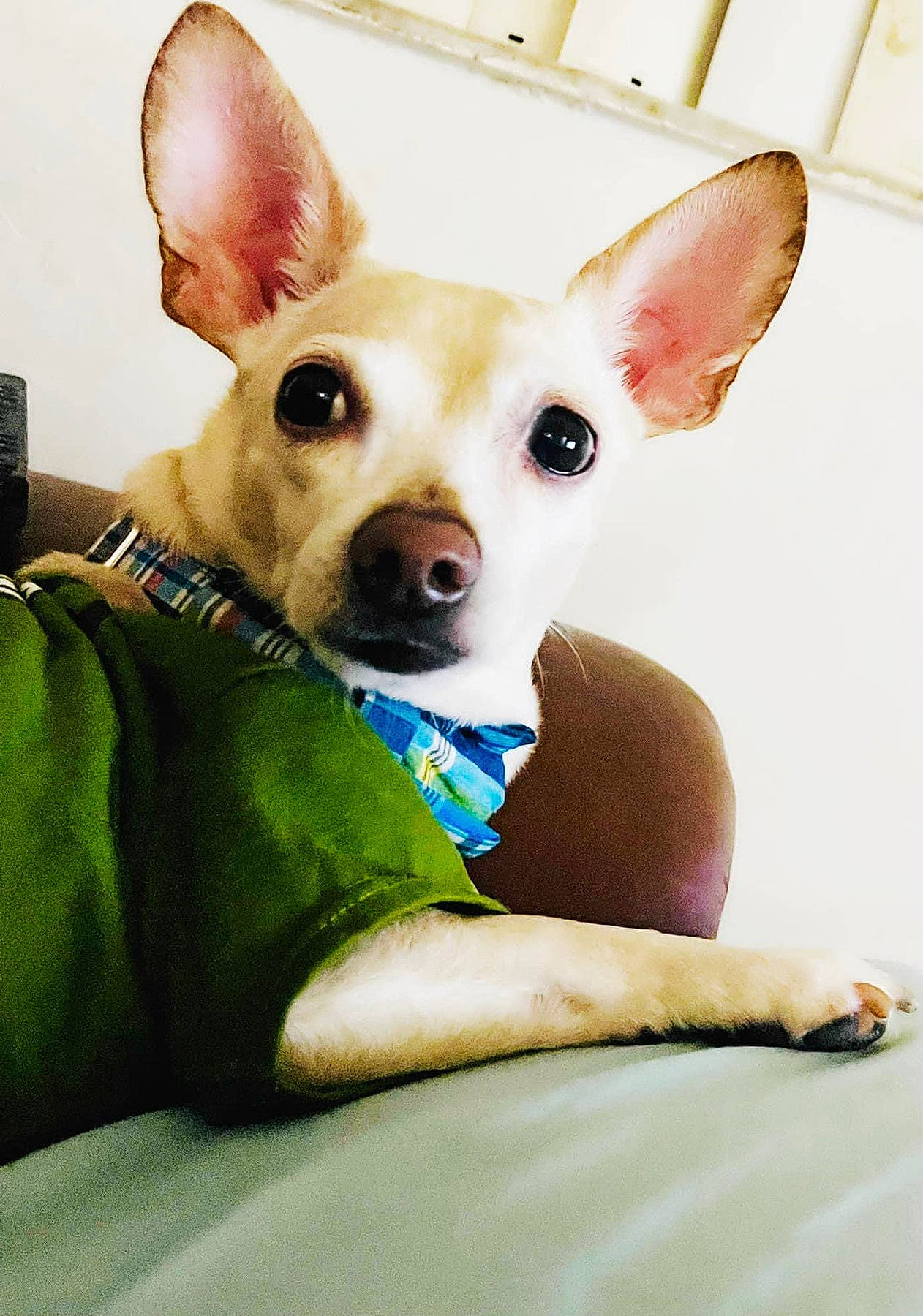 Casper is registered to the contest to win money with this photo: bicycle, canidae, carnivore, comfort, companion_dog, corgi_chihuahua, dog, dog_breed, dog_supply, ear, fawn, fur, non_sporting_group, sitting, snout, sporting_group, terrestrial_animal, toy_dog, whiskers, working_animal