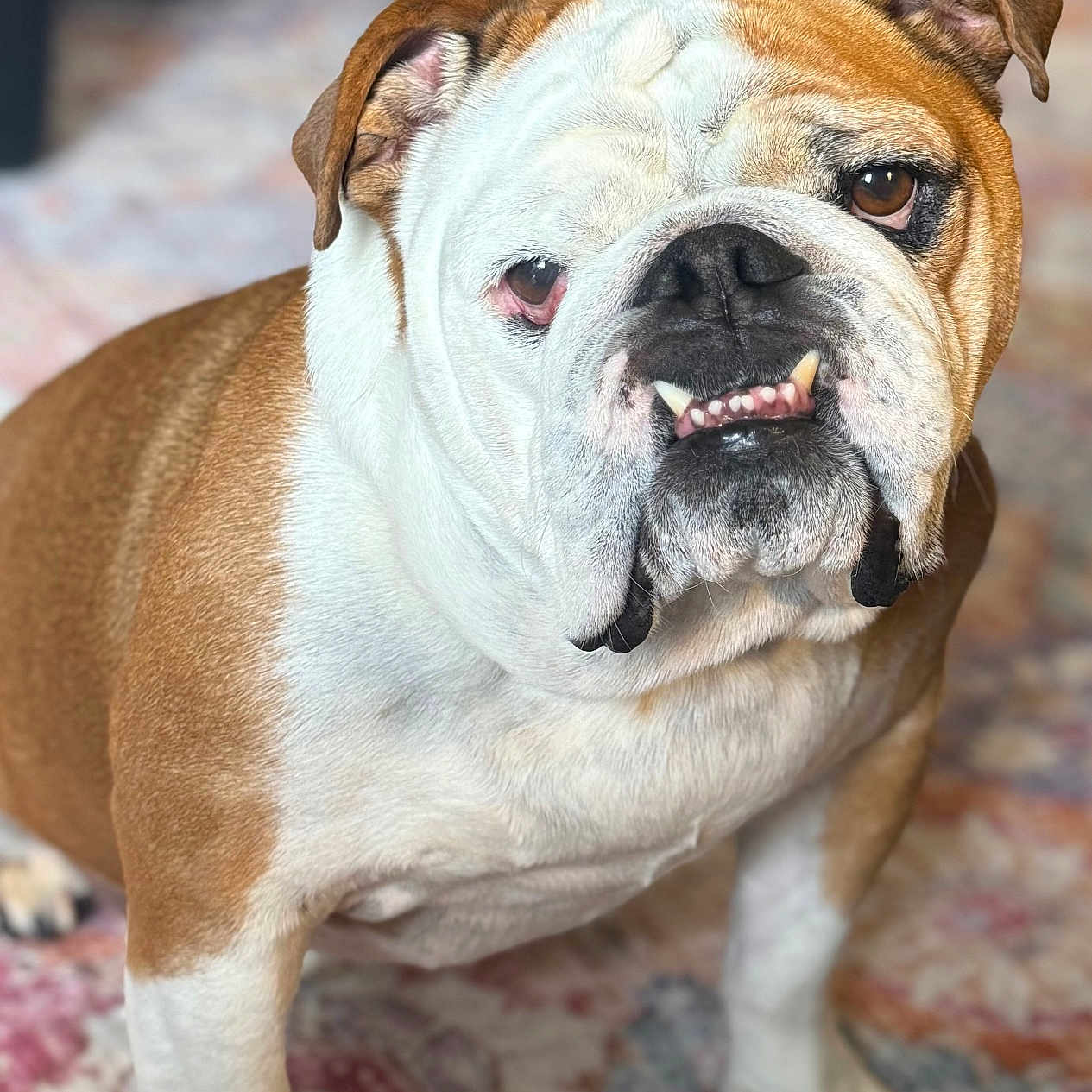 Jp. joined the competition — help win amazing prizes! animal, brown, bulldog, canine, carpet, cute, dog, domestic, ears, expression, face, fur, indoor, looking, mammal, paws, pet, portrait, standing, white
