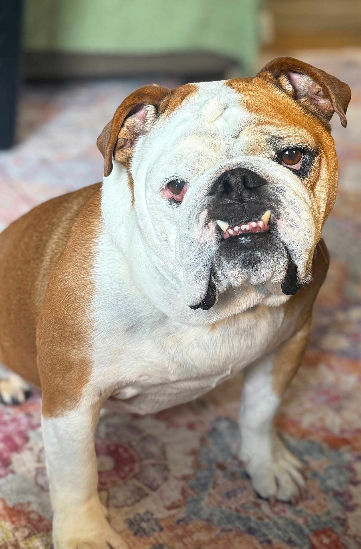 Jp. joined the competition — help win amazing prizes! bulldog, dog, pet, animal, indoor, carpet, brown, white, fur, face, ears, paws, portrait, cute, canine, domestic, mammal, looking, standing, expression