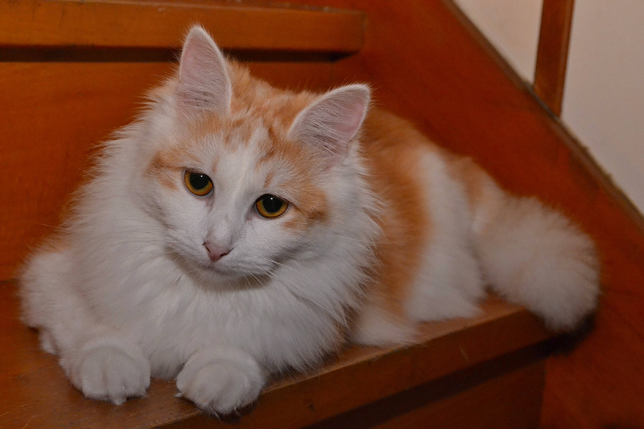 Bijou participe au concours pour gagner de l'argent avec cette photo : carnivore, cat, claw, domestic_short_haired_cat, fawn, felidae, fur, hardwood, paw, small_to_medium_sized_cats, snout, tail, whiskers, wood