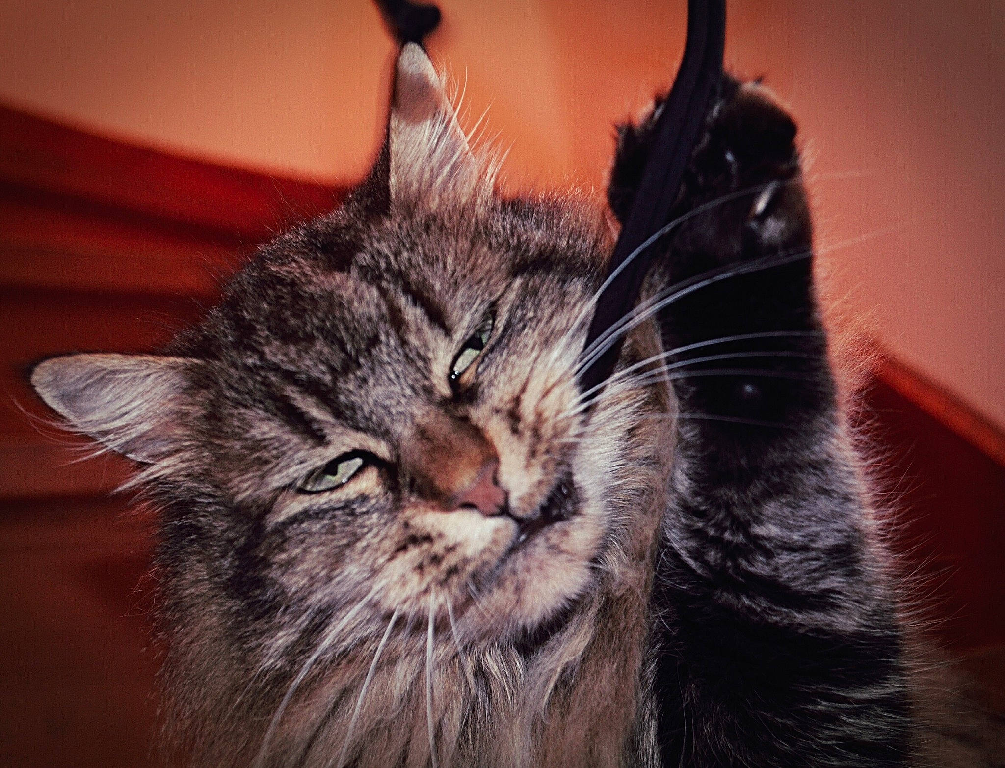 Caprice a rejoint le concours — aidez-le/la à gagner de superbes lots ! carnivore, cat, close_up, domestic_short_haired_cat, ear, felidae, fur, maine_coon, paw, plant, small_to_medium_sized_cats, snout, whiskers