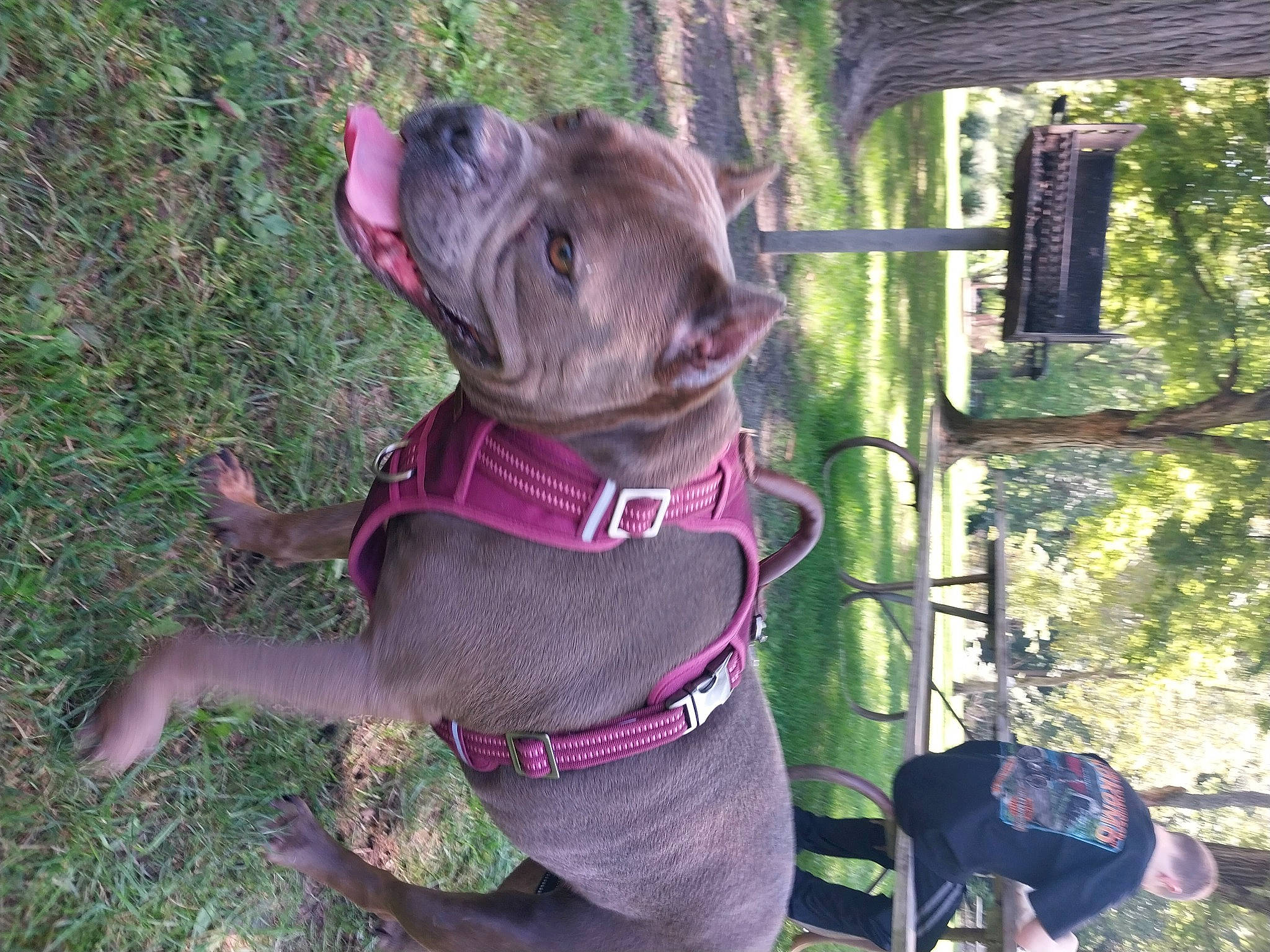 Skye joined the competition — help win amazing prizes! canidae, carnivore, collar, companion_dog, dog, dog_breed, dog_collar, dog_supply, fashion_accessory, fawn, grass, leash, liver, pet_supply, plant, snout, sporting_group, terrestrial_animal, tree, working_animal