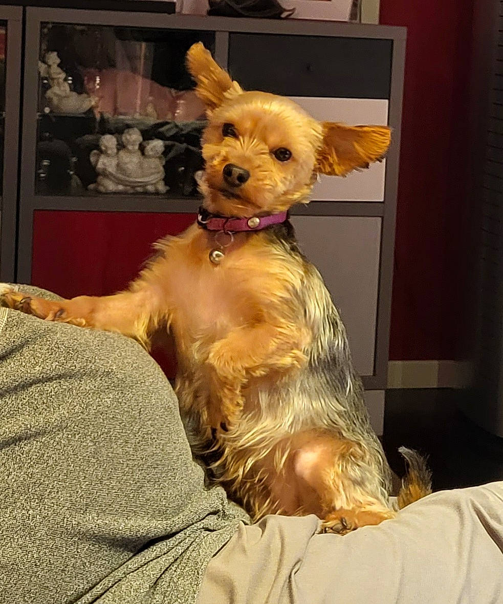 Roxy participe au concours pour gagner de l'argent avec cette photo : canidae, carnivore, companion_dog, costume, dog, dog_breed, dog_clothes, fawn, fur, hat, puppy, small_terrier, snout, sporting_group, tail, terrier, toy, toy_dog, whiskers, working_animal