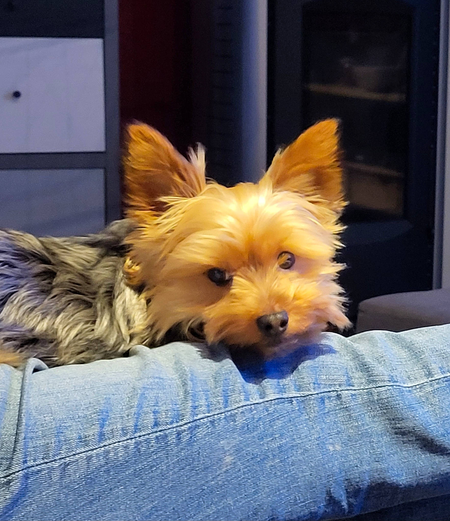 Roxy participe au concours pour gagner de l'argent avec cette photo : biewer_terrier, canidae, carnivore, comfort, companion_dog, dog, dog_breed, dog_supply, ear, fawn, fur, liver, small_terrier, snout, sporting_group, terrestrial_animal, terrier, toy_dog, whiskers, yorkipoo