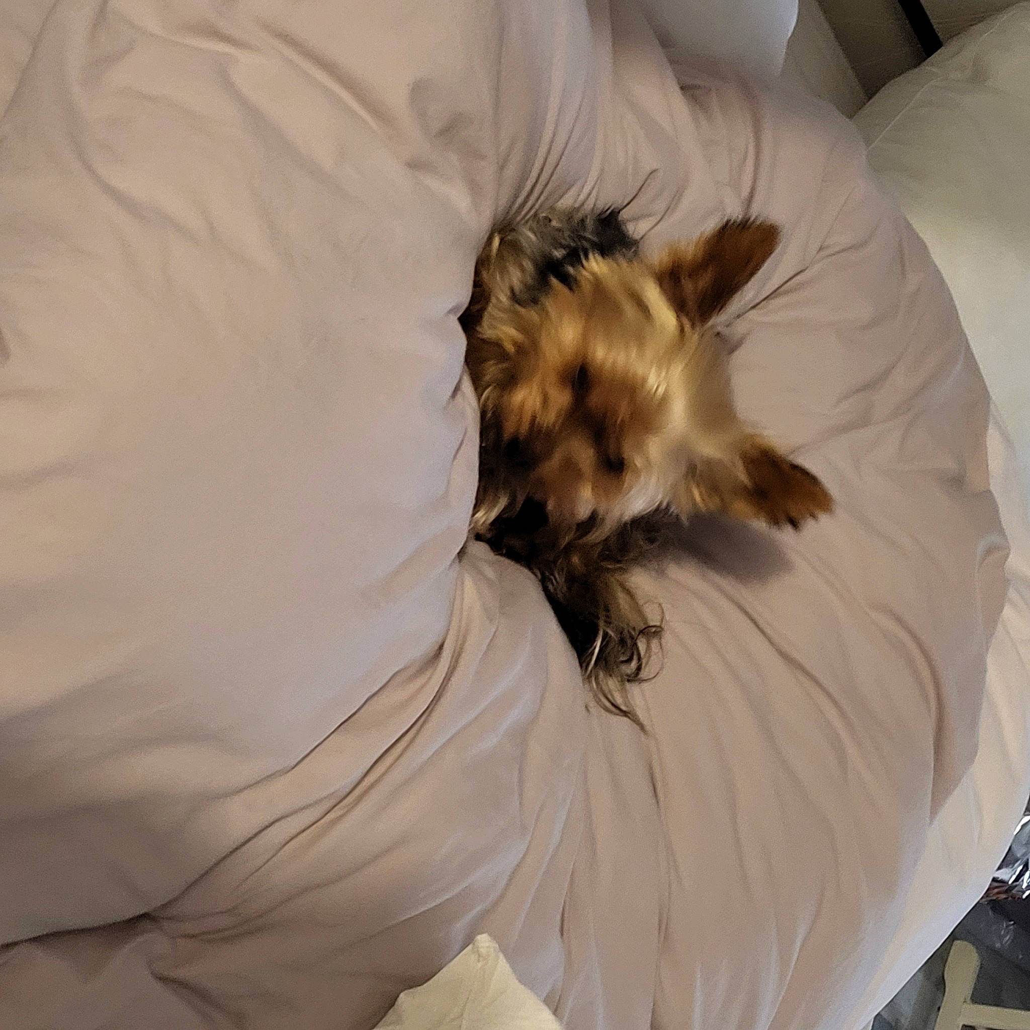 Roxy participe au concours pour gagner de l'argent avec cette photo : bed, canidae, carnivore, comfort, companion_dog, dog, dog_breed, dog_supply, duvet, fawn, felidae, fur, nap, small_terrier, small_to_medium_sized_cats, sporting_group, tail, terrier, toy_dog, whiskers