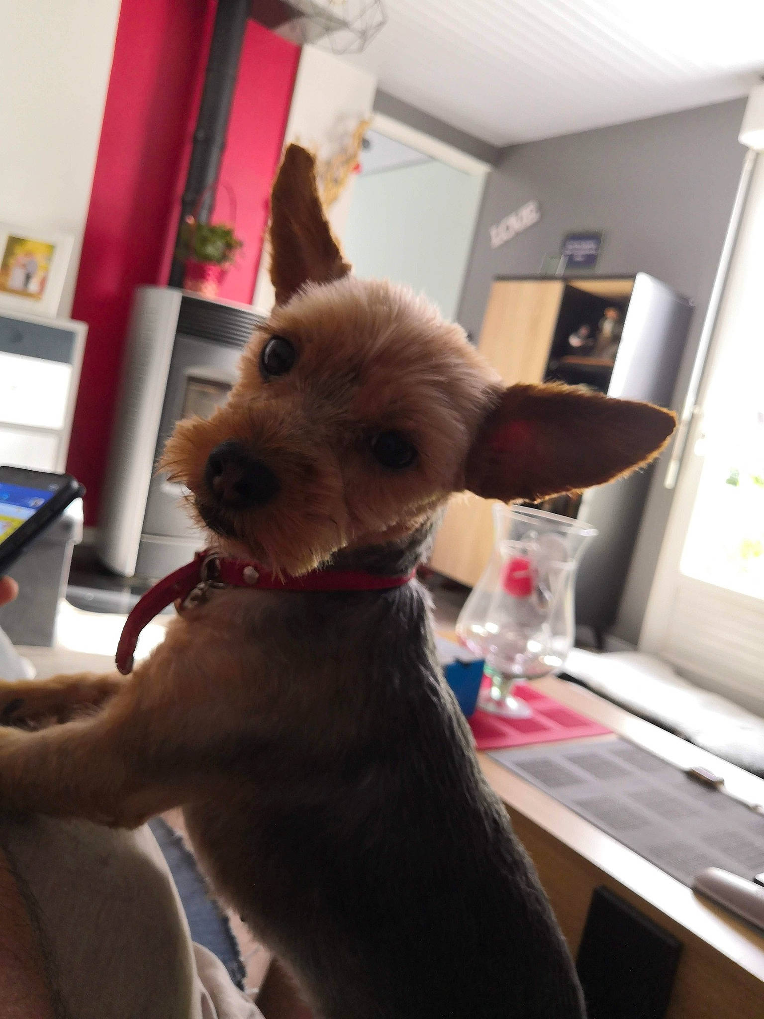 Roxy participe au concours pour gagner de l'argent avec cette photo : bottle, carnivore, collar, companion_dog, dog, dog_breed, ear, fawn, felidae, fur, gesture, liver, party_hat, small_to_medium_sized_cats, snout, sporting_group, table, tail, whiskers, working_animal