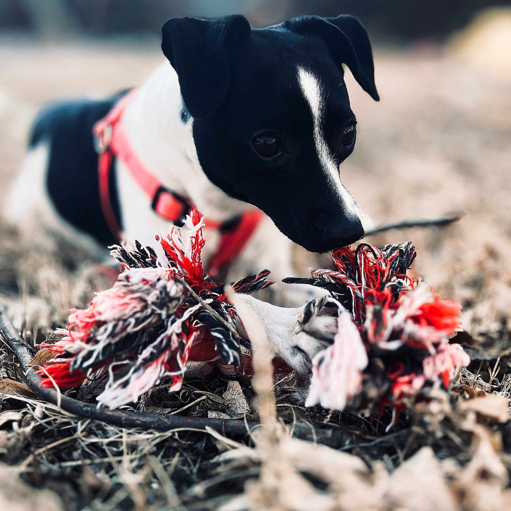 Lulu
