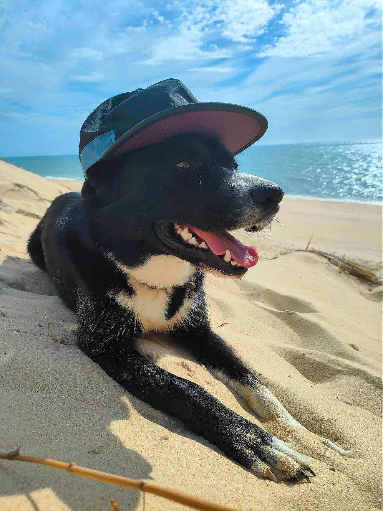 Rhéa participe au concours pour gagner de l'argent avec cette photo : beach, canidae, carnivore, cloud, collar, companion_dog, dog, dog_breed, dog_collar, fun, goggles, hat, ocean, personal_protective_equipment, sand, sky, snout, sporting_group, sunglasses, water