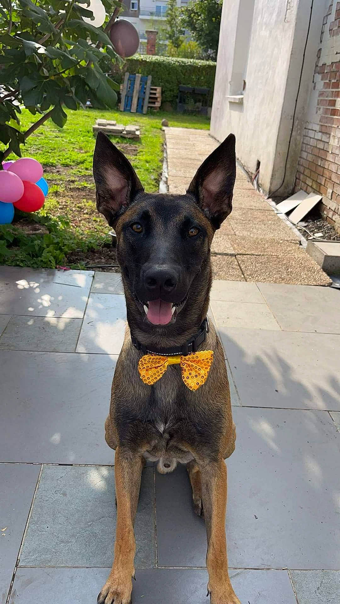 Julius participe au concours pour gagner de l'argent avec cette photo : balloon, canidae, carnivore, collar, companion_dog, dog, dog_breed, dog_collar, dog_supply, fashion_accessory, fawn, guard_dog, pet_supply, plant, snout, sporting_group, tree, window, working_animal, working_dog