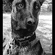 Val participe au concours pour gagner de l'argent avec cette photo : alert, animal, black_and_white, canine, close_up, collar, companion, dog, ears, fur, grass, leash, muzzle, nature, outdoor, park, pet, portrait, sitting, trees