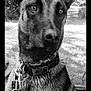 alert, animal, black_and_white, canine, close_up, collar, companion, dog, ears, fur, grass, leash, muzzle, nature, outdoor, park, pet, portrait, sitting, trees
