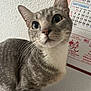 cat, tabby, gray_cat, white_chest, whiskers, close_up, curious, pet, indoor, feline, wall_calendar, calendar, text, animal, cute, portrait, eyes, ears, fur, domestic_animal