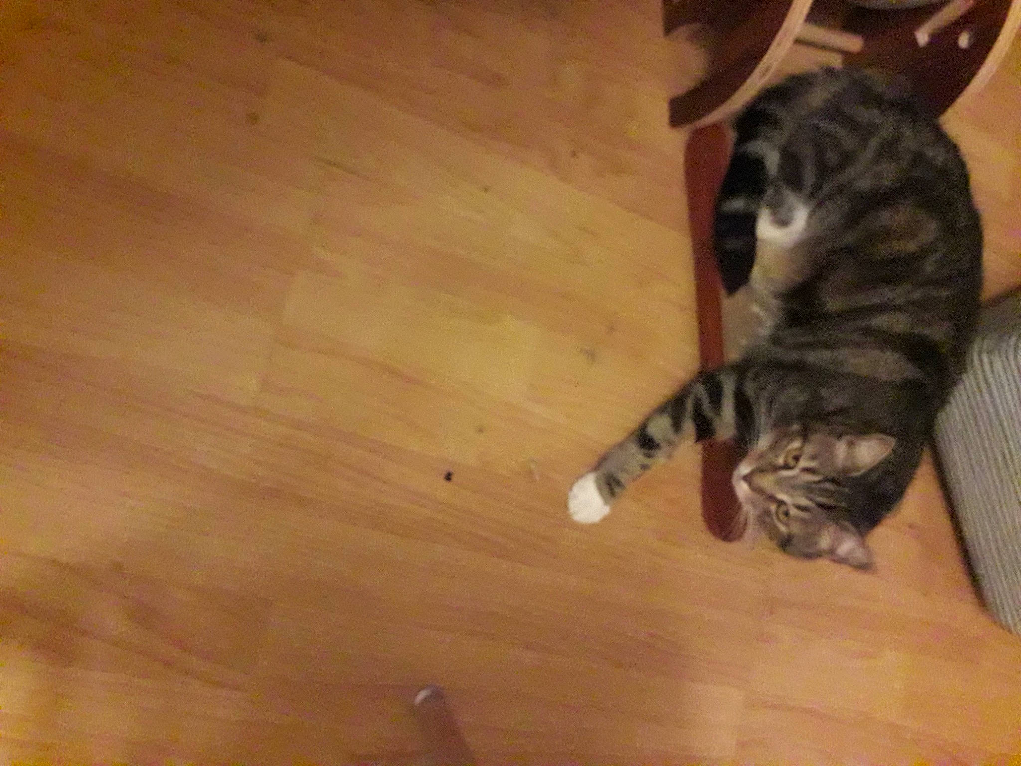 Cesar participe au concours pour gagner de l'argent avec cette photo : carnivore, cat, domestic_short_haired_cat, fawn, felidae, floor, flooring, fur, hardwood, laminate_flooring, pattern, paw, small_to_medium_sized_cats, snout, tail, varnish, whiskers, wood, wood_flooring, wood_stain