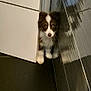 puppy, dog, cabinet, floor, tile, black_tile, white_fur, brown_fur, curious, peeking, indoor, pet, small_dog, fluffy, shiny_surface, reflection, home, cute, animal, young_dog