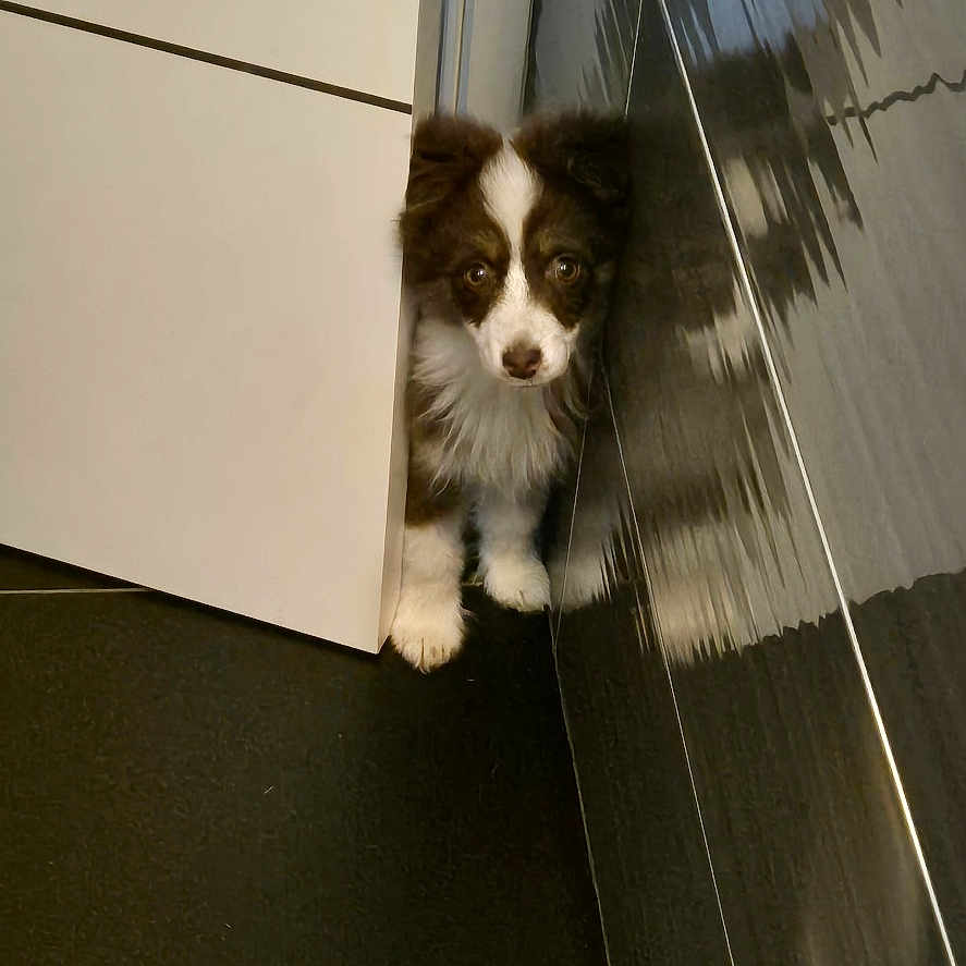 Vicky participe au concours pour gagner de l'argent avec cette photo : animal, black_tile, brown_fur, cabinet, curious, cute, dog, floor, fluffy, home, indoor, peeking, pet, puppy, reflection, shiny_surface, small_dog, tile, white_fur, young_dog
