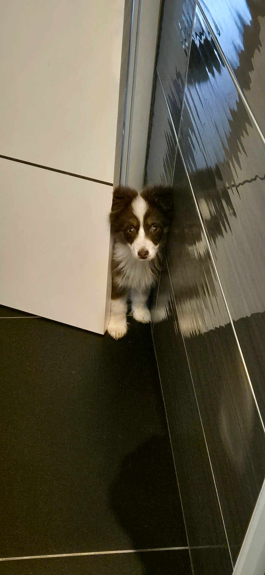 Vicky participe au concours pour gagner de l'argent avec cette photo : puppy, dog, cabinet, floor, tile, black_tile, white_fur, brown_fur, curious, peeking, indoor, pet, small_dog, fluffy, shiny_surface, reflection, home, cute, animal, young_dog