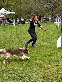 Scarlett participe au concours pour gagner de l'argent avec cette photo : animal_sports, canidae, carnivore, collie, companion_dog, dog, dog_breed, dog_sports, dog_walking, grass, herding_dog, leash, rally_obedience, recreation, sporting_group, sports, tail, tent, tree, working_dog
