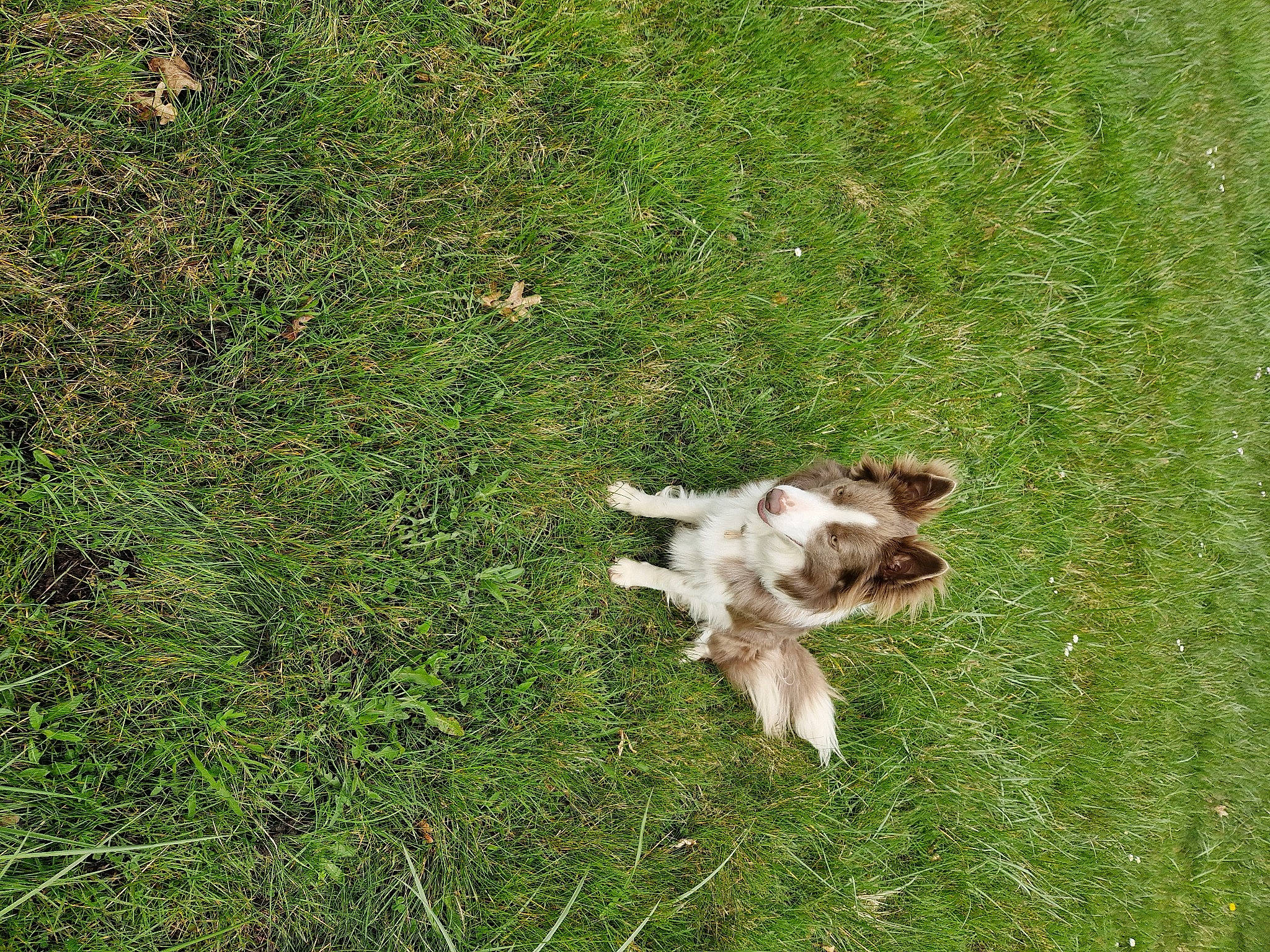 Scarlett participe au concours pour gagner de l'argent avec cette photo : carnivore, companion_dog, corgi_chihuahua, dog, dog_breed, fawn, felidae, grass, grassland, groundcover, herbaceous_plant, liver, pasture, plant, sporting_group, tail, terrestrial_animal, working_animal