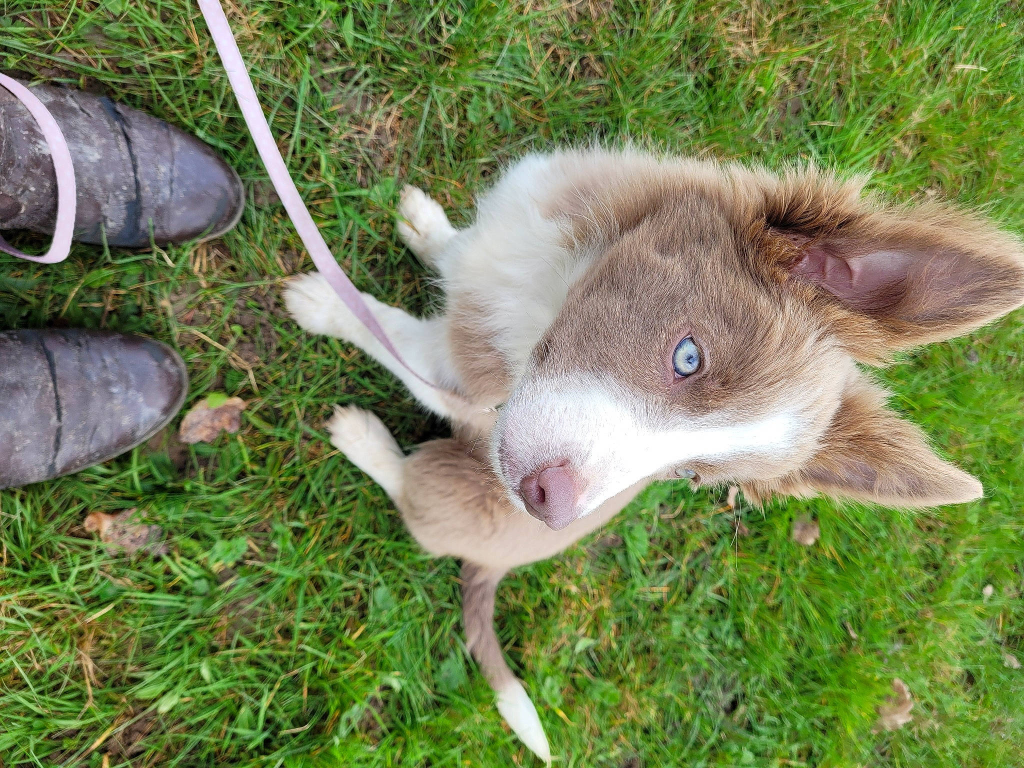 Scarlett participe au concours pour gagner de l'argent avec cette photo : carnivore, dog_breed, fawn, foot, fur, grass, groundcover, herb, herbaceous_plant, koala, marsupial, pasture, plant, snout, tail, terrestrial_animal, terrestrial_plant, vertebrate, whiskers, wildlife