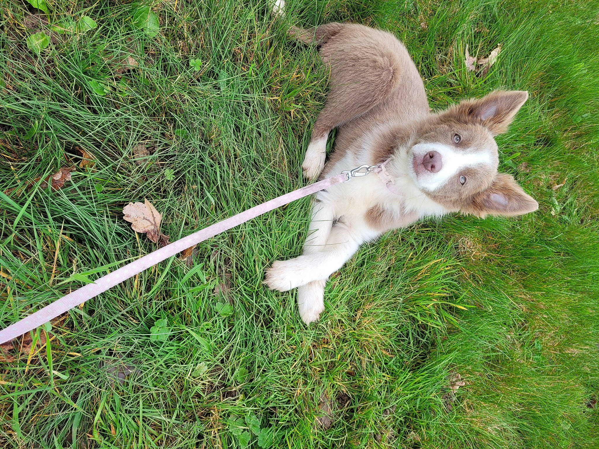 Scarlett a rejoint le concours — aidez-le/la à gagner de superbes lots ! canidae, cat, dog_breed, fawn, felidae, grass, grass_family, grassland, groundcover, herb, herbaceous_plant, pasture, paw, plant, small_to_medium_sized_cats, tail, terrestrial_animal, terrestrial_plant, whiskers, wildlife