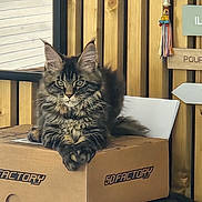Agathe participe au concours pour gagner de l'argent avec cette photo : cat, tabby, fluffy, box, cardboard_box, wooden_wall, indoor, pet, feline, relaxed, sitting, decor, tassel, sign, portrait, animal, household, closeup, looking, resting