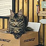 cat, tabby, fluffy, box, cardboard_box, wooden_wall, indoor, pet, feline, relaxed, sitting, decor, tassel, sign, portrait, animal, household, closeup, looking, resting
