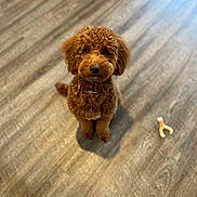 Rocci is registered to the contest to win money with this photo: adorable, animal, brown_dog, canine, chew_toy, companion, curly_fur, cute, dog, domestic_animal, floor, friendly, fur, indoor, looking_up, pet, sitting, toy, wooden_floor, young_dog