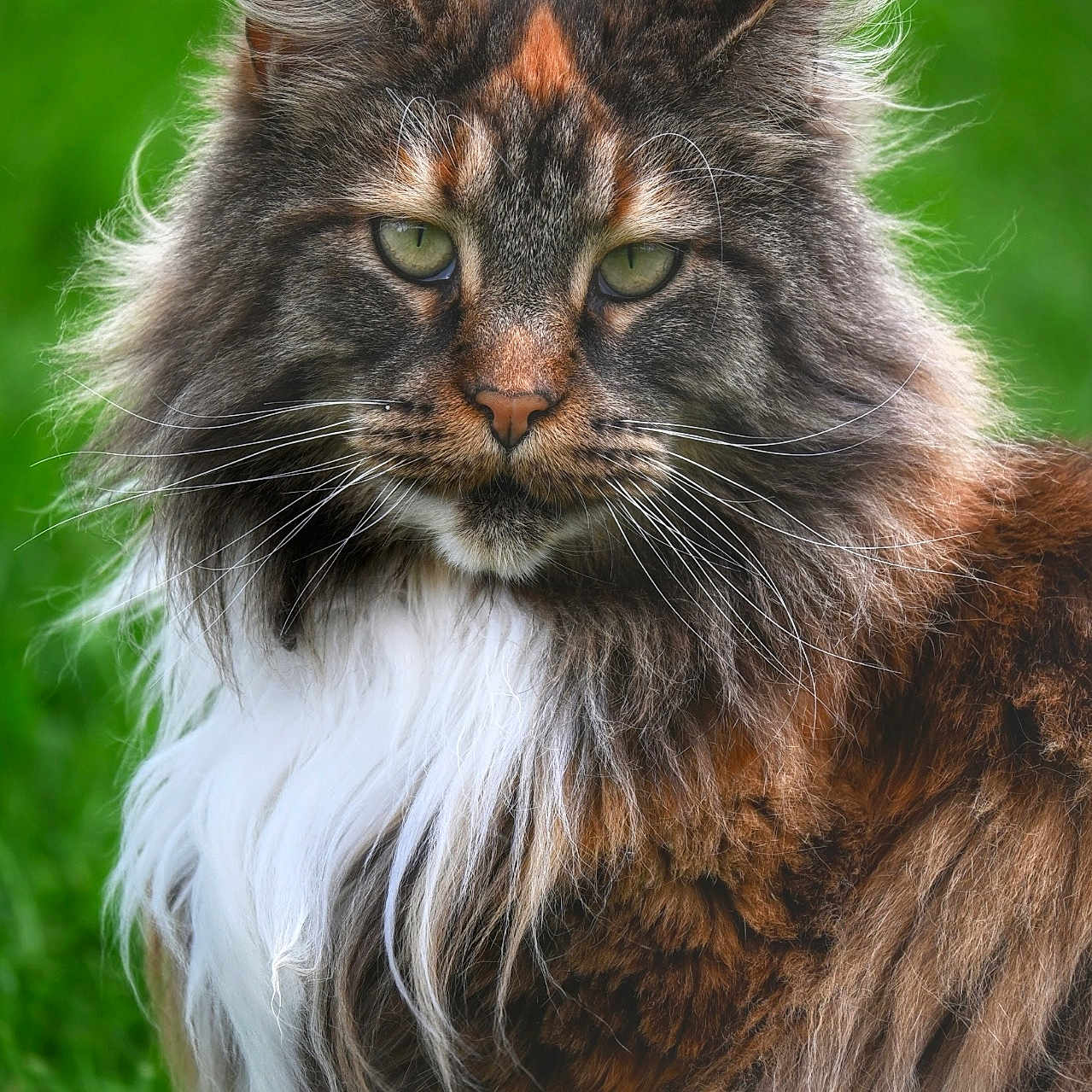 Olenna participe au concours pour gagner de l'argent avec cette photo : abyssinian, angora, animal, brasssection, cat, grass, horn, kitten, lawn, lynx, manx, musicalinstrument, pet, plant, siamese, snout