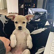 Ellie joined the competition — help win amazing prizes! blanket, cozy, cute, dog, domestic_animal, ears, face, floor, fur, furniture, hand, indoor, laptop, living_room, lying_down, pet, puppy, relaxed, resting, small_dog