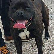 Turbo participe au concours pour gagner de l'argent avec cette photo : dog, staffordshire_bull_terrier, leash, person_legs, sneaker, gravel, tongue_out, smiling, pet, muzzle, short_hair, black_coat, white_chest_patch, outdoor, walk, paws, collar, close_up, tongue, happy_expression