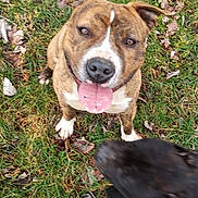 Asticot a rejoint le concours — aidez-le/la à gagner de superbes lots ! dog, brindle, grass, tongue_out, panting, close_up, outdoor, leaf, paw, happy, smiling, pet, mammal, animal, playful, sitting, collar, face, photobomb, friend