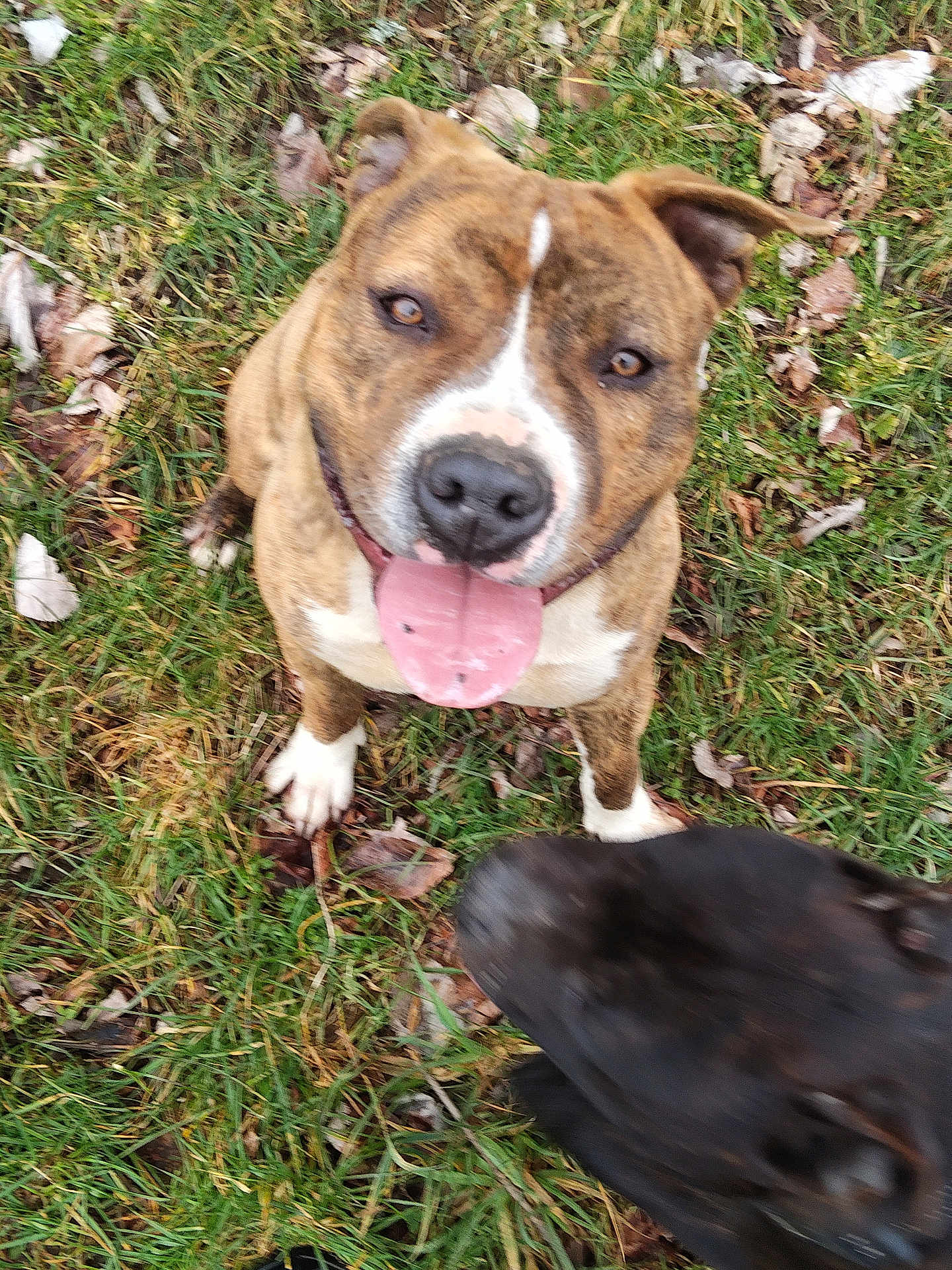 Asticot a rejoint le concours — aidez-le/la à gagner de superbes lots ! dog, brindle, grass, tongue_out, panting, close_up, outdoor, leaf, paw, happy, smiling, pet, mammal, animal, playful, sitting, collar, face, photobomb, friend