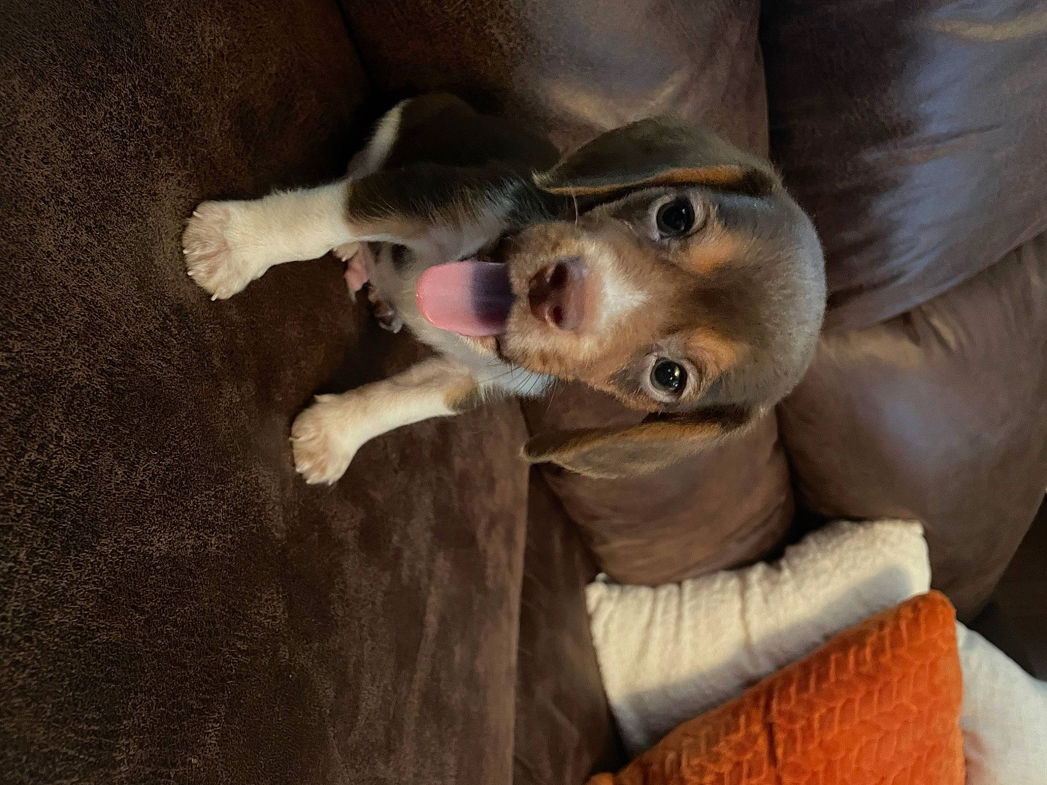 Copper joined the competition — help win amazing prizes! canidae, carnivore, collar, comfort, companion_dog, dog, dog_breed, ear, fawn, fur, jaw, liver, non_sporting_group, snout, sporting_group, whiskers, working_animal