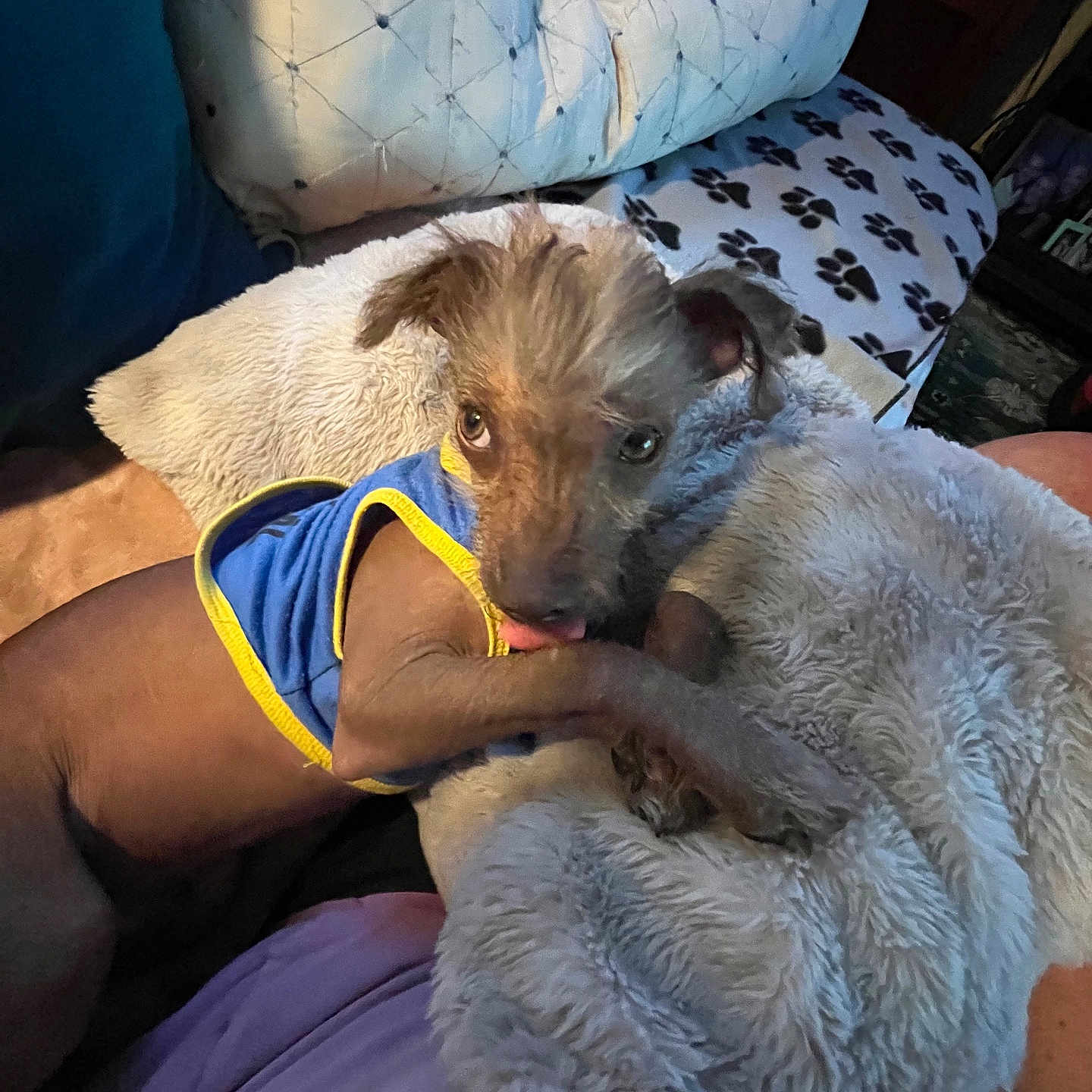 Reno joined the competition — help win amazing prizes! dog, small_dog, shirt, blanket, paw_prints, pillow, indoor, cozy, pet, fur, licking, curious, resting, person_arm, fabric, home, comfort, animal, cute, snuggle