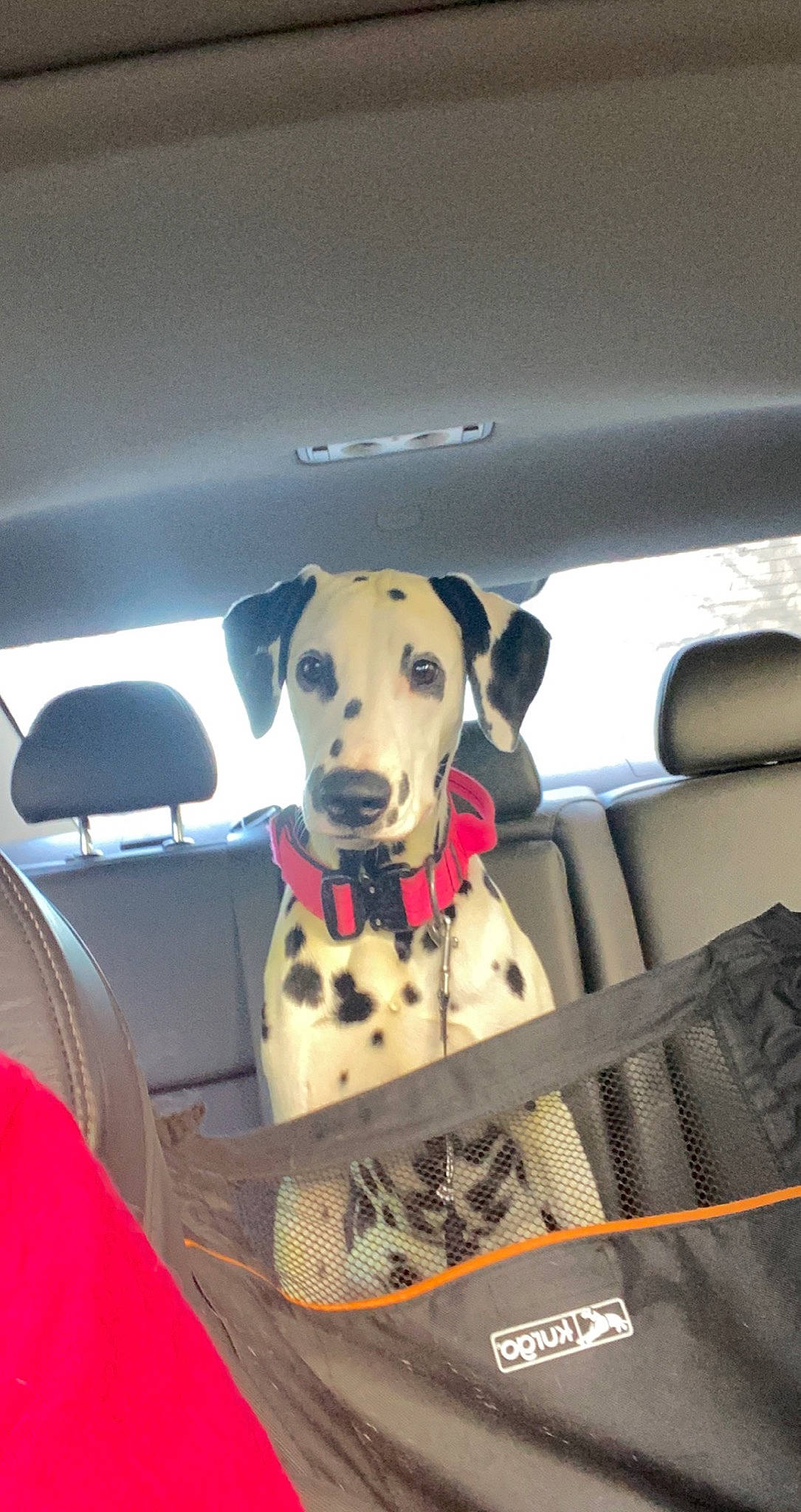 Valkyrie is registered to the contest to win money with this photo: canidae, car, car_seat, carnivore, dalmatian, dog, dog_breed, fawn, guard_dog, non_sporting_group, seat_belt, snout, sporting_group, vehicle
