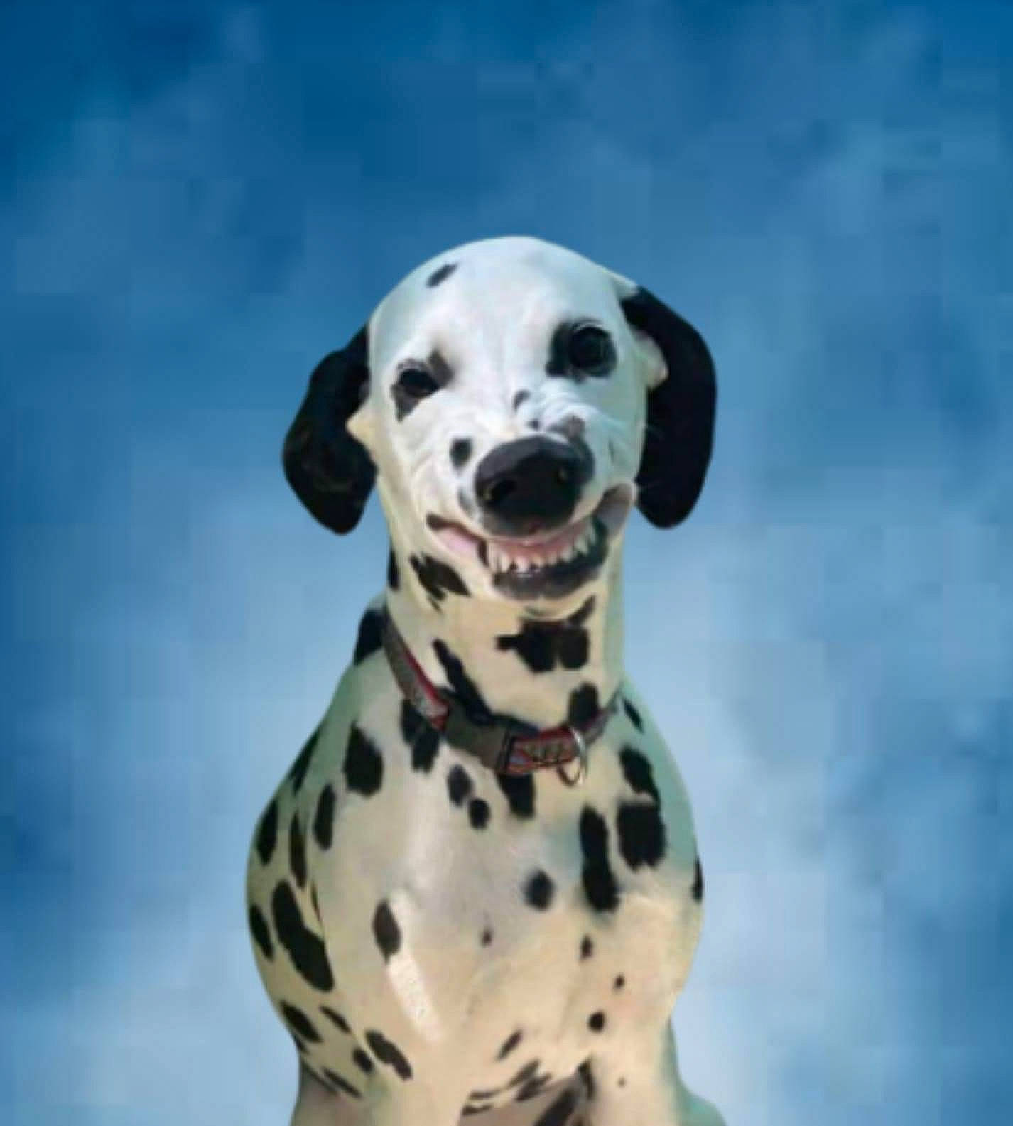 Valkyrie is registered to the contest to win money with this photo: canidae, carnivore, companion_dog, dalmatian, dog, dog_breed, great_dane, mammal, non_sporting_group, pointer, snout, sporting_group, vertebrate